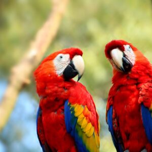 Macaws