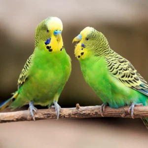 Parakeets