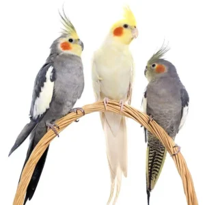 Cockatiels