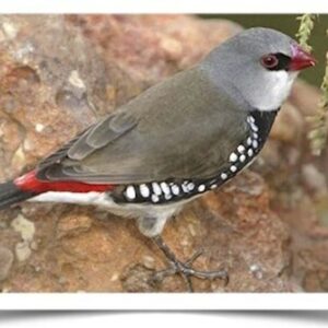 Buy Diamond Firetail Finch Online