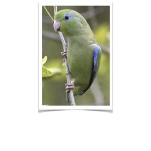 Buy Spectacled Parrotlet Online
