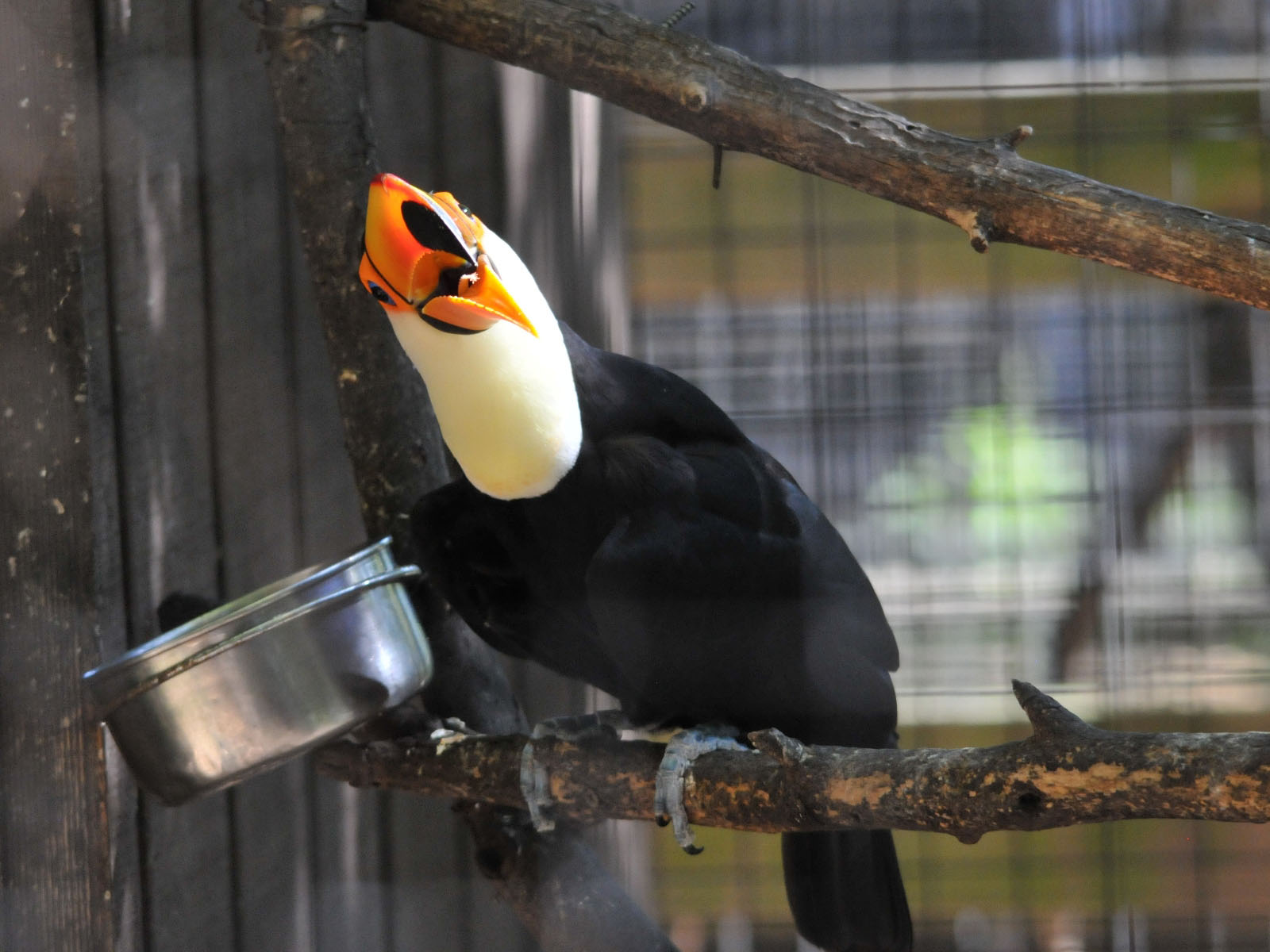 Toco-Toucan-1-1.jpg