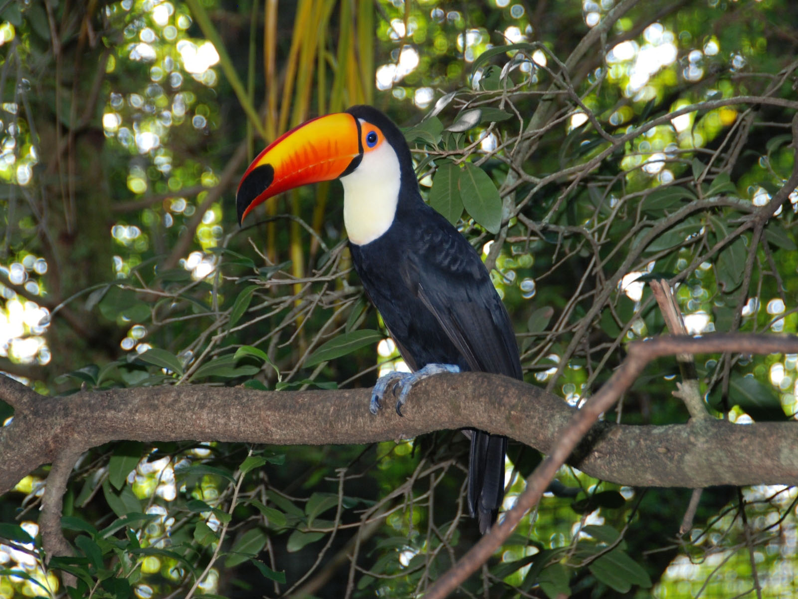 Toco-Toucan1-1.jpg