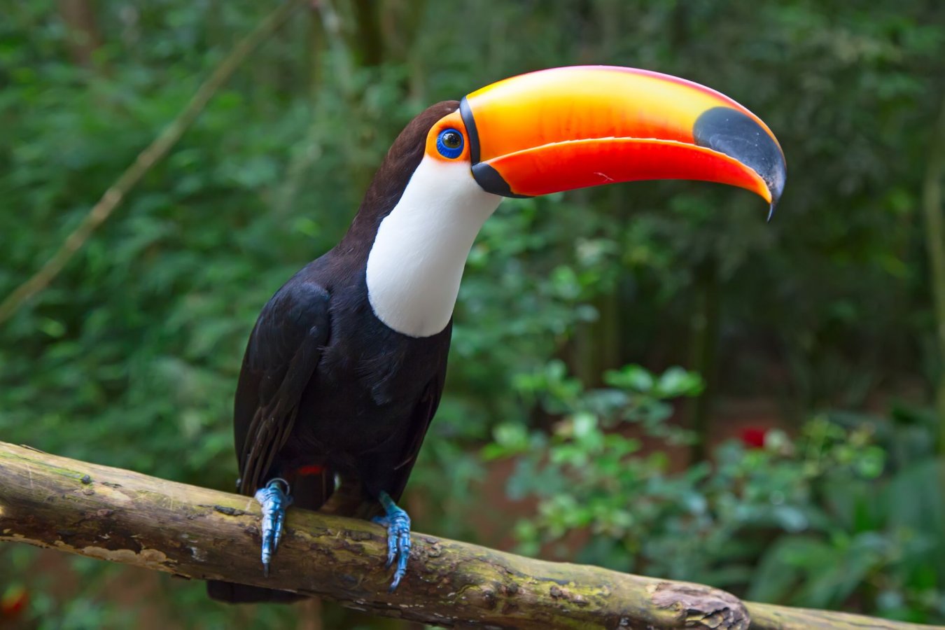 Toco-Toucan2-2.jpg