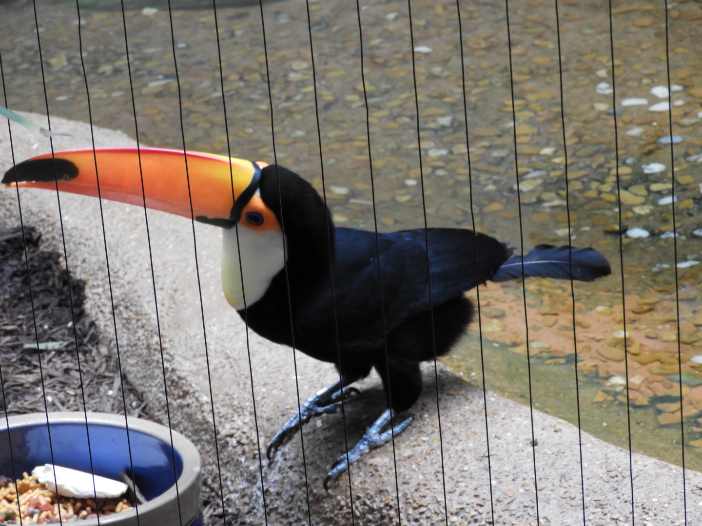 Toco-Toucan4-1.jpg