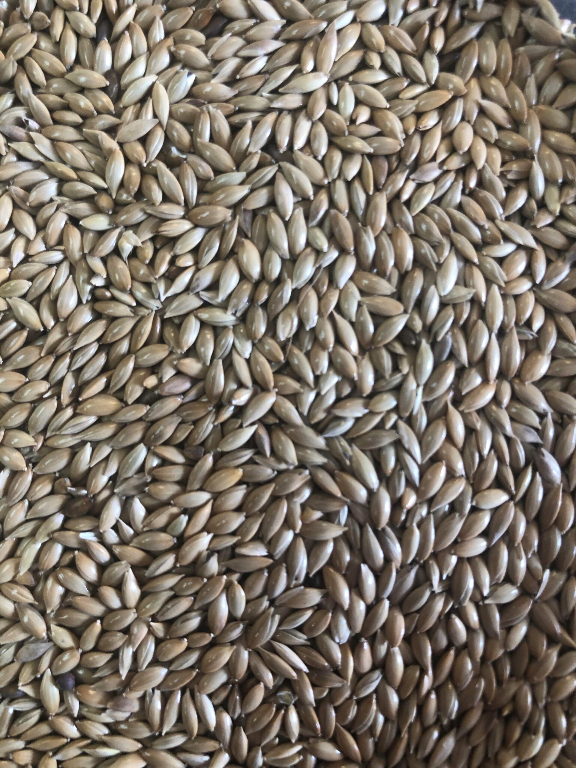 canaryseed-scaled-1.jpg