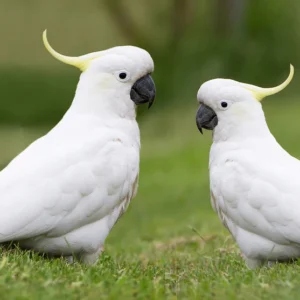 Cockatoo