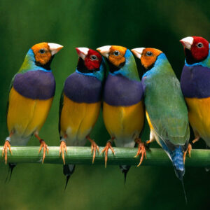 Finches